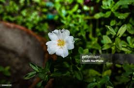 Image result for Portulacaceae