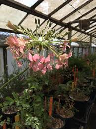 Image result for Pelargonium luridum