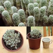 In today's video i want to show you how i propagate and take care of my thimble cacti. Mammillaria Vetula Fragilis Syn Mammillaria Gracilis Var Fragilis Mammillaria Fragilis Thimble Cactus Fragilis Uploaded By Richard Spicer 7906