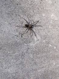 Bienvenido a la familia aranha barcelona, te esperamos! Que Especie E Esta Aranha De Casa Wilder