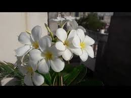 Maybe you would like to learn more about one of these? Plumeria Plant Wholesale Price Mandi Rate For Plumeria Plant In India