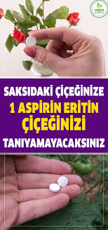 Cicekleri Sularken Suyun Icine 1 Aspirin Eritin Ciceginiz Gozle Gorulur Degisiyor Aspirin Beautiful Gardens Growing Plants