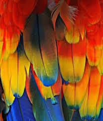Bird With Colorful Feathers Bird Feathers By Jeremy Barton What S My Favorite Color Bird Feathers Macaw Feathers