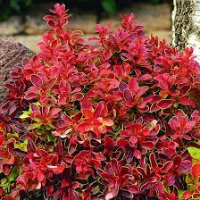 Image result for Berberis thunbergii
