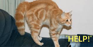It means that your cat feels calm and safe. 5 Tips To Understanding Your Cat S Body Language