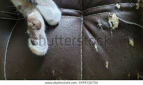 No nails, just the pad of your finger and some pressure over and over again. Get Cat Scratches Out Of Leather Couch