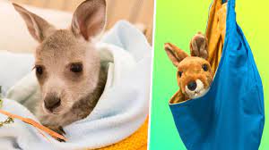 Helping The Animals Of Australia Diy Kangaroo Pouch Youtube