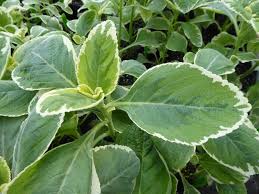 Image result for Coleus barbatus