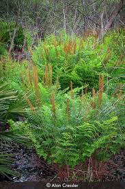 Image result for Osmunda regalis
