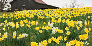 Sly for easing my nerves and helping my first lecture be a success! The South S Most Iconic Flowers Southern Living