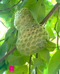 Image result for Annona reticulata