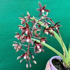 Image result for Cycnium recurvum