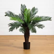 Image result for Cycas