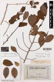 Image result for Aneulophus