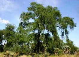 Image result for Tannodia swynnertonii