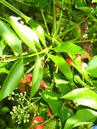 Image result for Bergia capensis