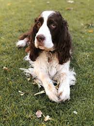 Pin On English Springer Spaniels