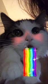 When Animal Snapchat Filters Attack 28 Photos Snapchat Filters Crazy Cats Cats