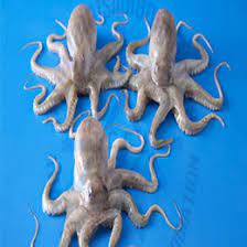 The other three schools may consider octopus to be halal. Is Octopus Halal In Islam Is Octopus Halal Hanafi