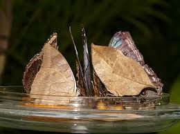 We did not find results for: Butterflies Sugar Water Feeding Food Exotic Tropical Butterfly Malaysian Blattschmetterling Kallima Paralekta Blue Morphofalter Morpho Peleides Pikist