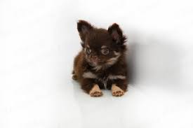Prairie dogs do burrow in the ground out in the wild so it would be beneficial to provide a box or tube for your dog to go into. Hollywood Chis Kennels Chihuahua Breeders In Florida Chihuahua Price