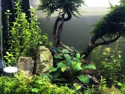 This is one of the most textured rocks for aquascaping. Elephant Skin Aquascaping Stone