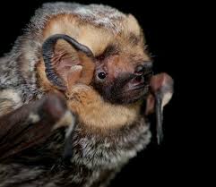 9 Of The Coolest Bat Species In The United States U S