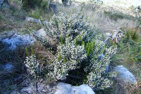 Image result for Erica pleiotricha