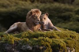It aims to make embedded programming easy and portable. Are Simba And Nala Related A Lion Expert Weighs In Polygon