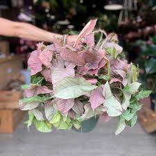 Image result for Syngonium