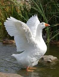 Pin By Darek Kuzus On Amici Animali In 2020 Animals Animal Photography Birds