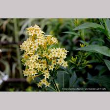 Image result for Cestrum parqui