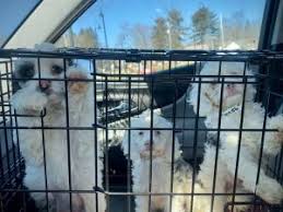 700 dogs, cats, puppies, and kittens thankful for second chance. News Puppy Mill Rescue Team