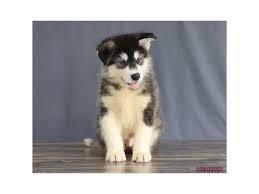 Check spelling or type a new query. Alaskan Malamute Puppies Petland Carriage Place