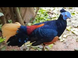 Ayam Hias Sempidan Biru Borneo Fireback Pheasant Youtube