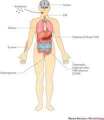 Shifting The Balance Antibiotic Effects On Host Microbiota Mutualism Nature Reviews Microbiology