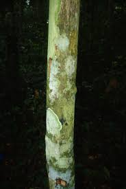 Image result for isolona lebrunii