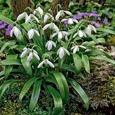 Green Snowdrop Bulbs Galanthus Woronowii High Country Gardens