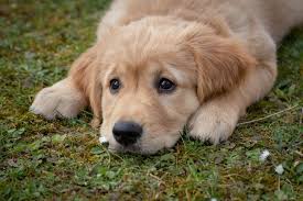 Wil je ook leren tekenen? Gezondheid Van Je Hond De Nieuwe Hond