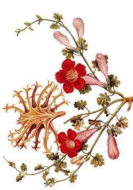 Image result for Harpagophytum procumbens