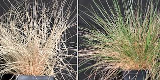 Image result for Eragrostis nindensis
