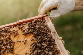 Unlike others i don't want do here a copy and paste message from pi network whitepaper. Romanian Apiary Book Raises 200k To Develop A Hive Monitoring System To Track Bee Health Trending Topics Innovation Stories From See