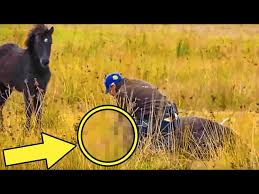 Man Rescues Chained Wild Horse, Moments Later Receives The Most Incredible  