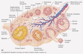 Image689 Gif 679 440 Reproductive System Female Reproductive System Anatomy Female Reproductive System