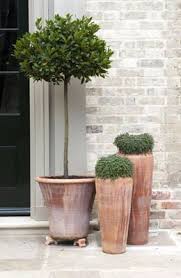 Olive Tree And Terracotta Pot Combination Plants Potted Trees Garden Containers