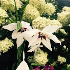 Image result for Gladiolus murielae