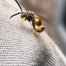 This Bizarre Wasp Landed On Me Gifs Funny Meme Pictures Best Funny Pictures Funny Gif