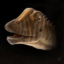 Image result for Diplorhynchus