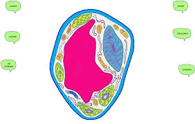 Sep 20, 2020 · animal and plant cells have three main differences. Plant Cell Labeled For Kids Drawing Free Image Download