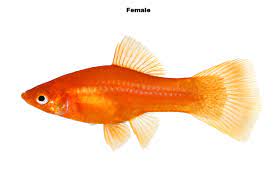 To help you be prepared, here is our guide about the signs to look out for in a goldfish pregnancy and how to tell if a goldfish is pregnant. How Do You Know When Your Tropical Fish Is Pregnant